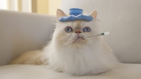 Persian Cat with Hot Water Bottle and Thermometer
