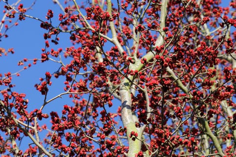 persian ironwood, parrotia persica tree