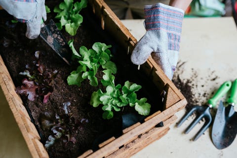 30 Minutes Is The Recommended Daily Allowance Rda For Gardening