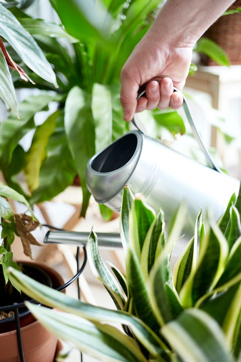 How To Take Care Of Houseplants During A Heatwave