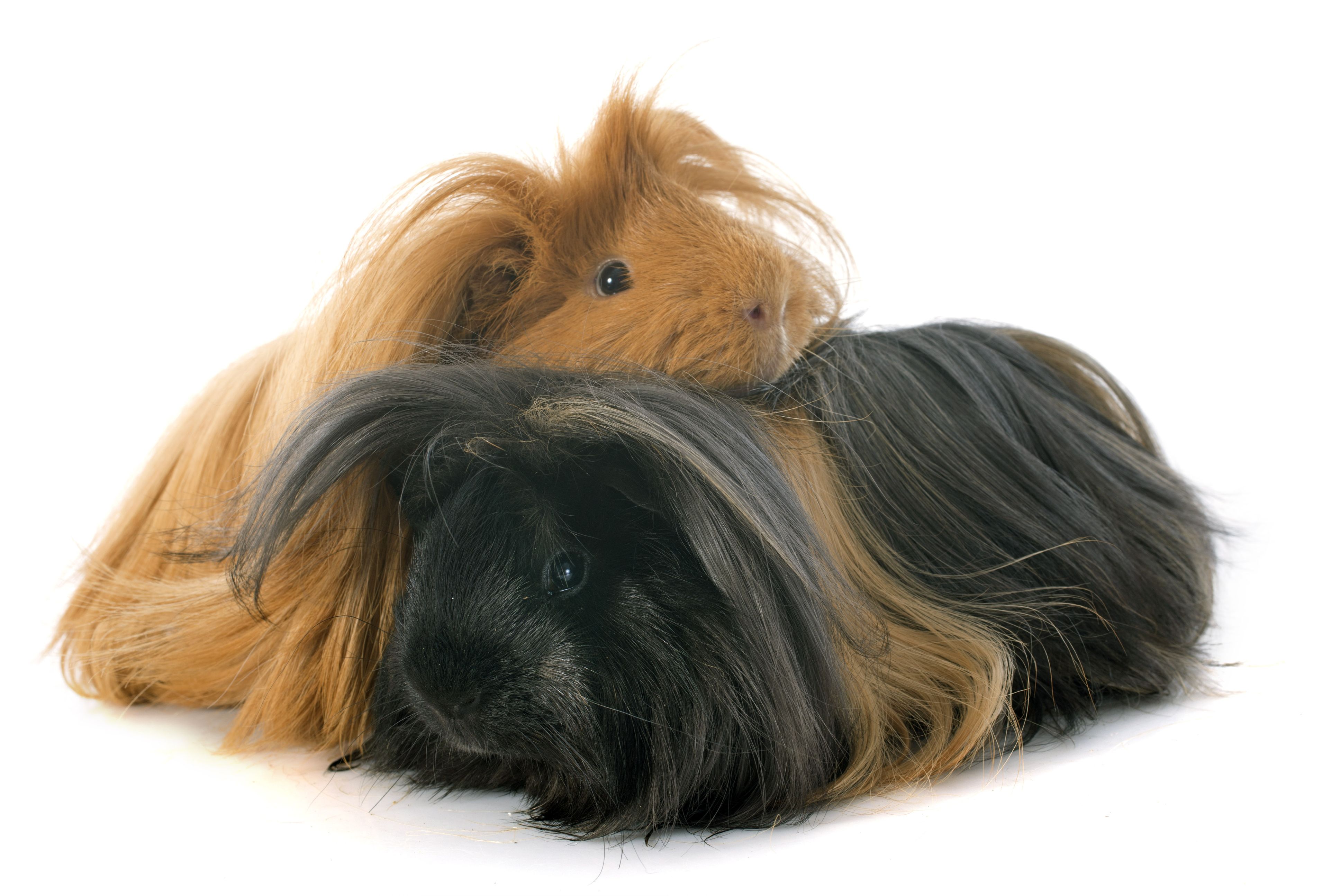 peruvian guinea pig breeders