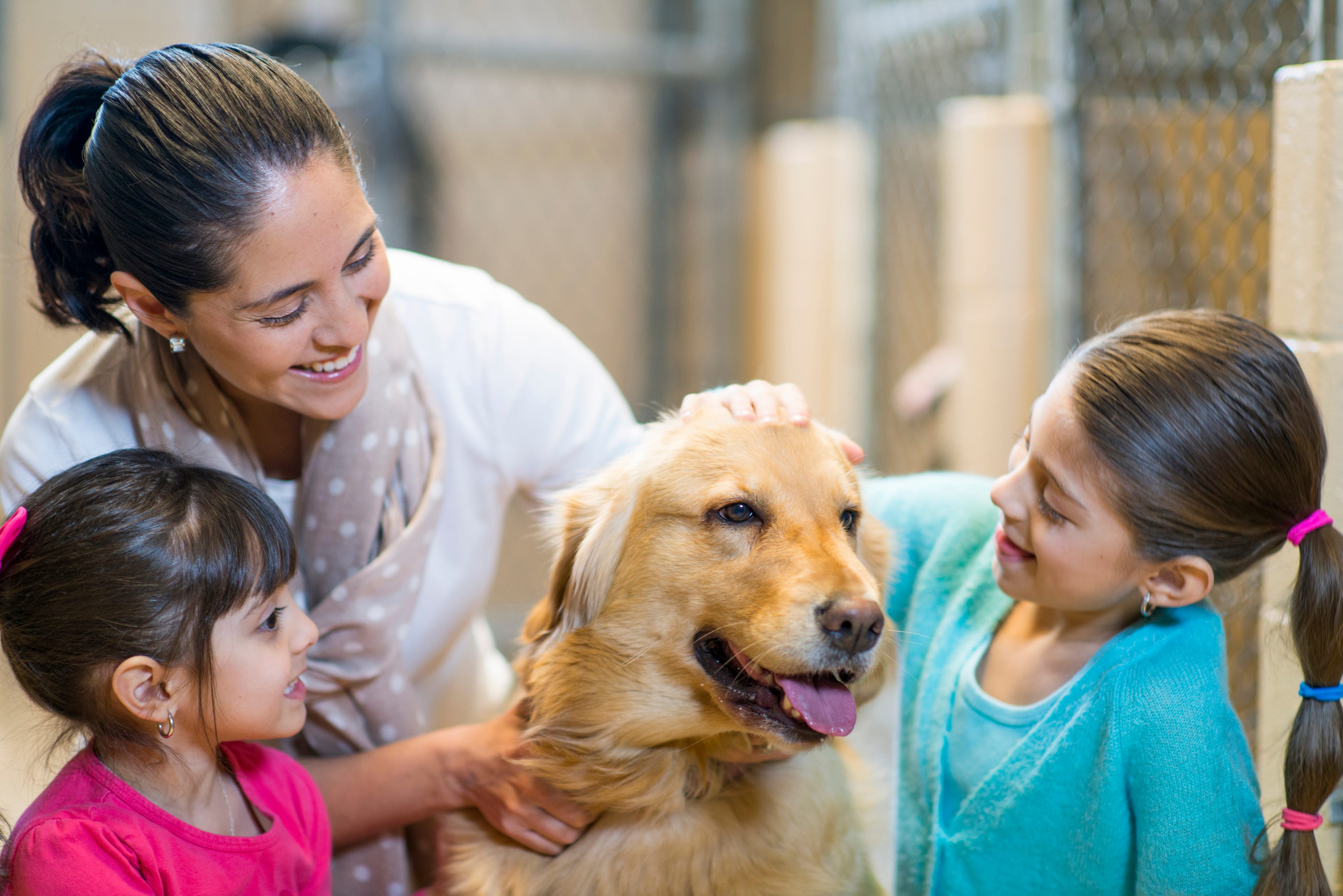 how many puppies are adopted each year