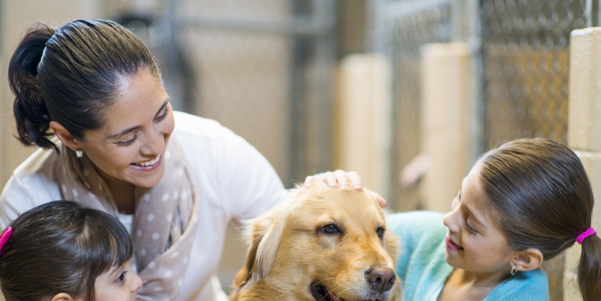 20 Reasons You Should Adopt a Shelter Dog Today