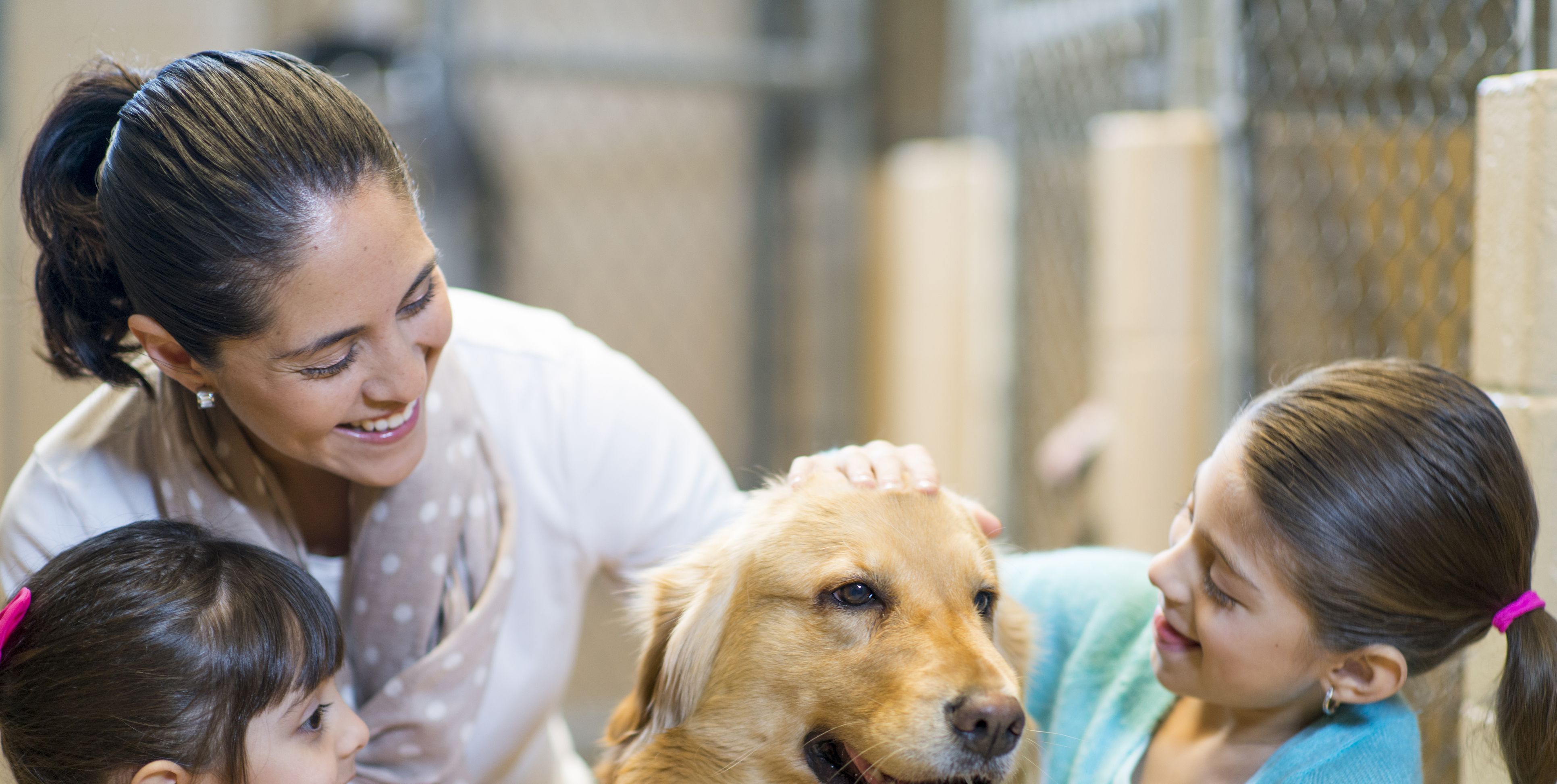 why you should adopt dogs instead of buying them