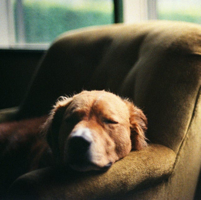 6 Pet Bereavement Helplines to Help You Deal With Grief 6 Pet Bereavement Helplines to Help You Deal With Grief
