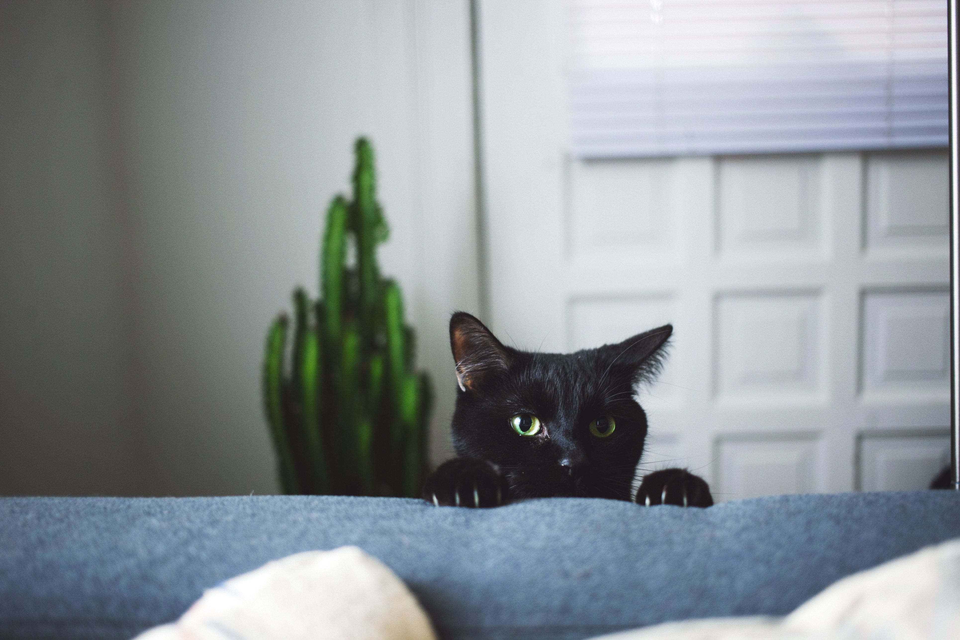 40 Black Cat Names Best Male And Female Names For Black Cats - 