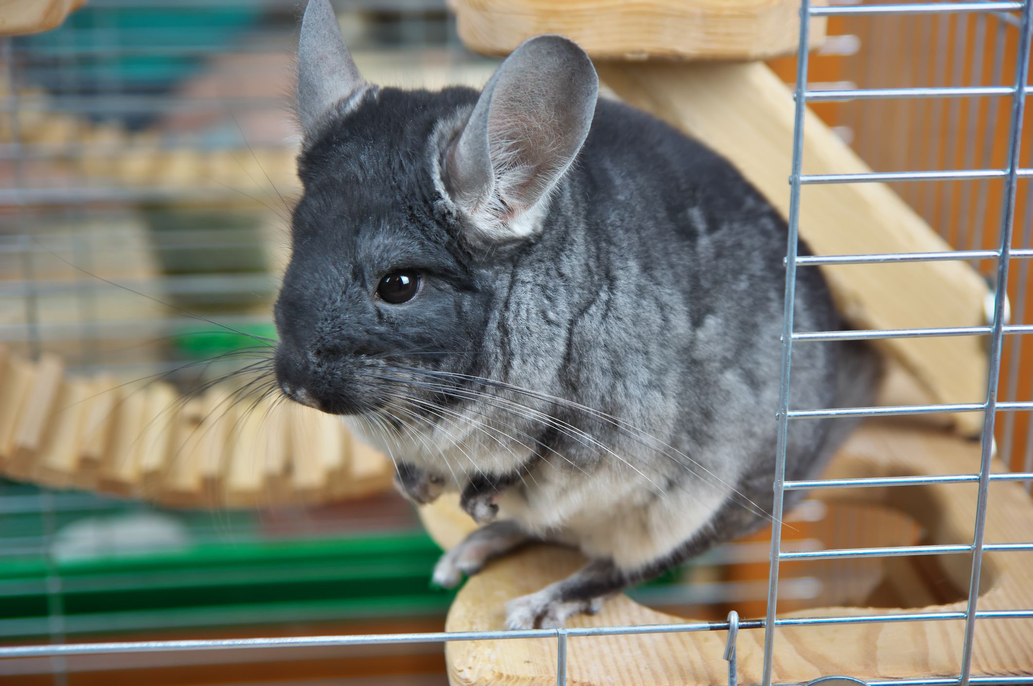 3 month old chinchilla