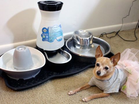 best pet water fountains