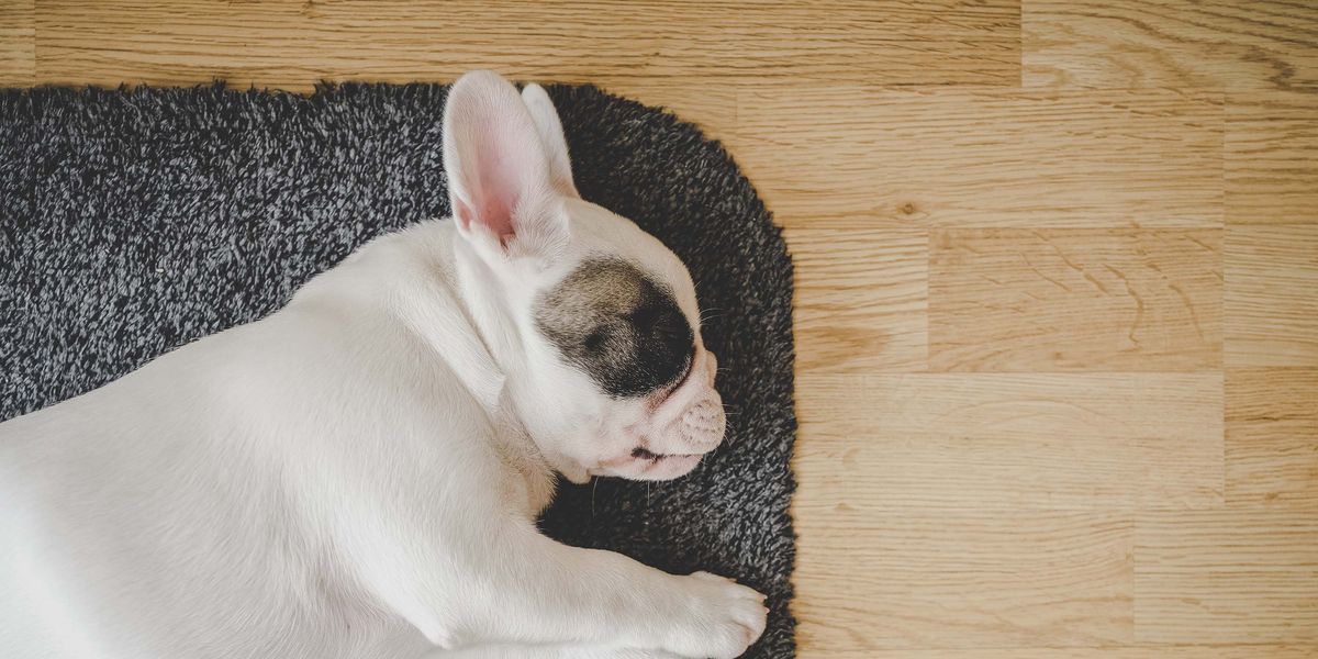 4 easy ways to pet-proof your wooden floors