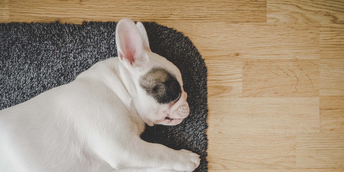 4 easy ways to pet-proof your wooden floors