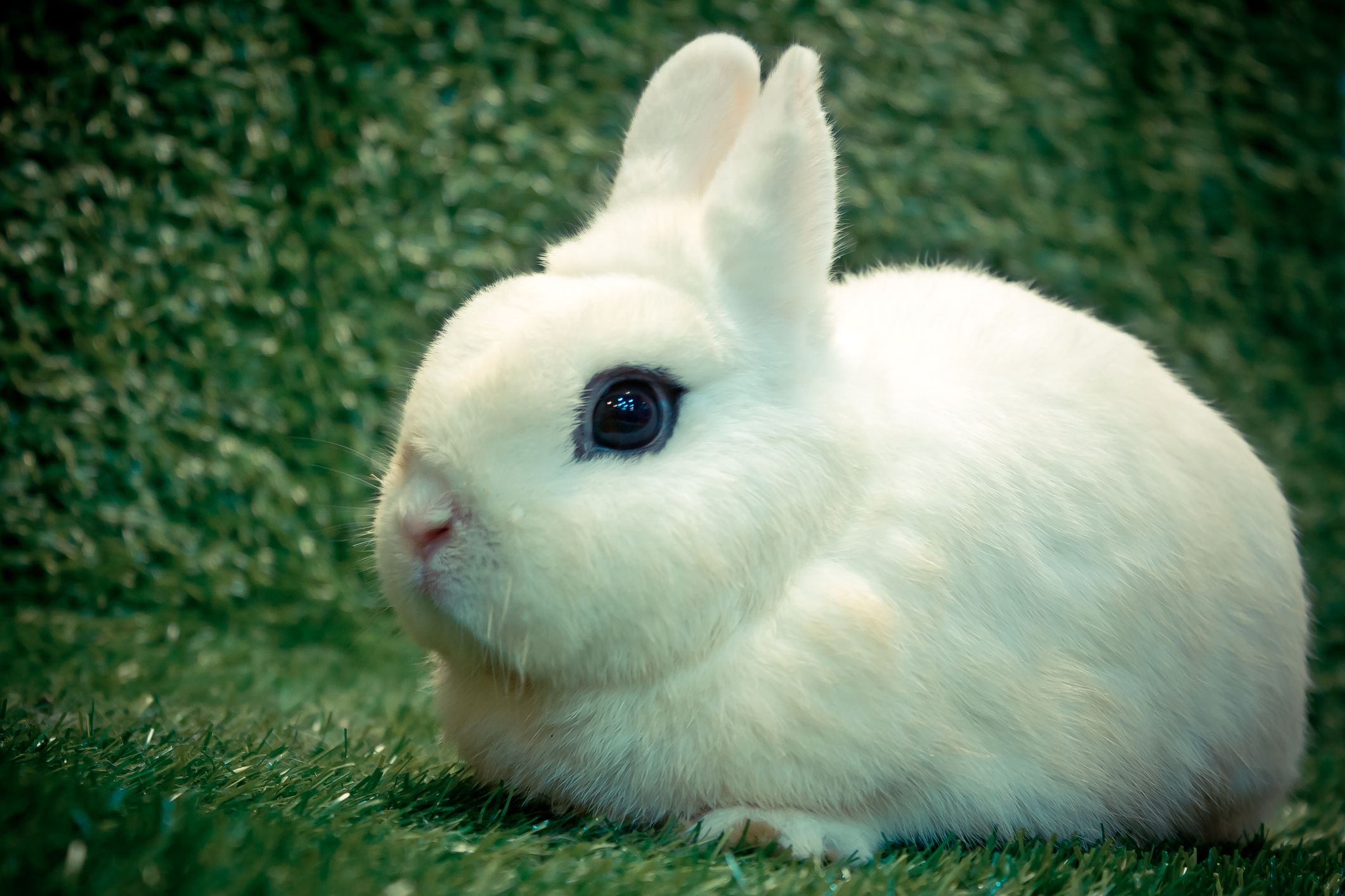 15 Types of Pet Rabbits — Having Rabbits as Pets