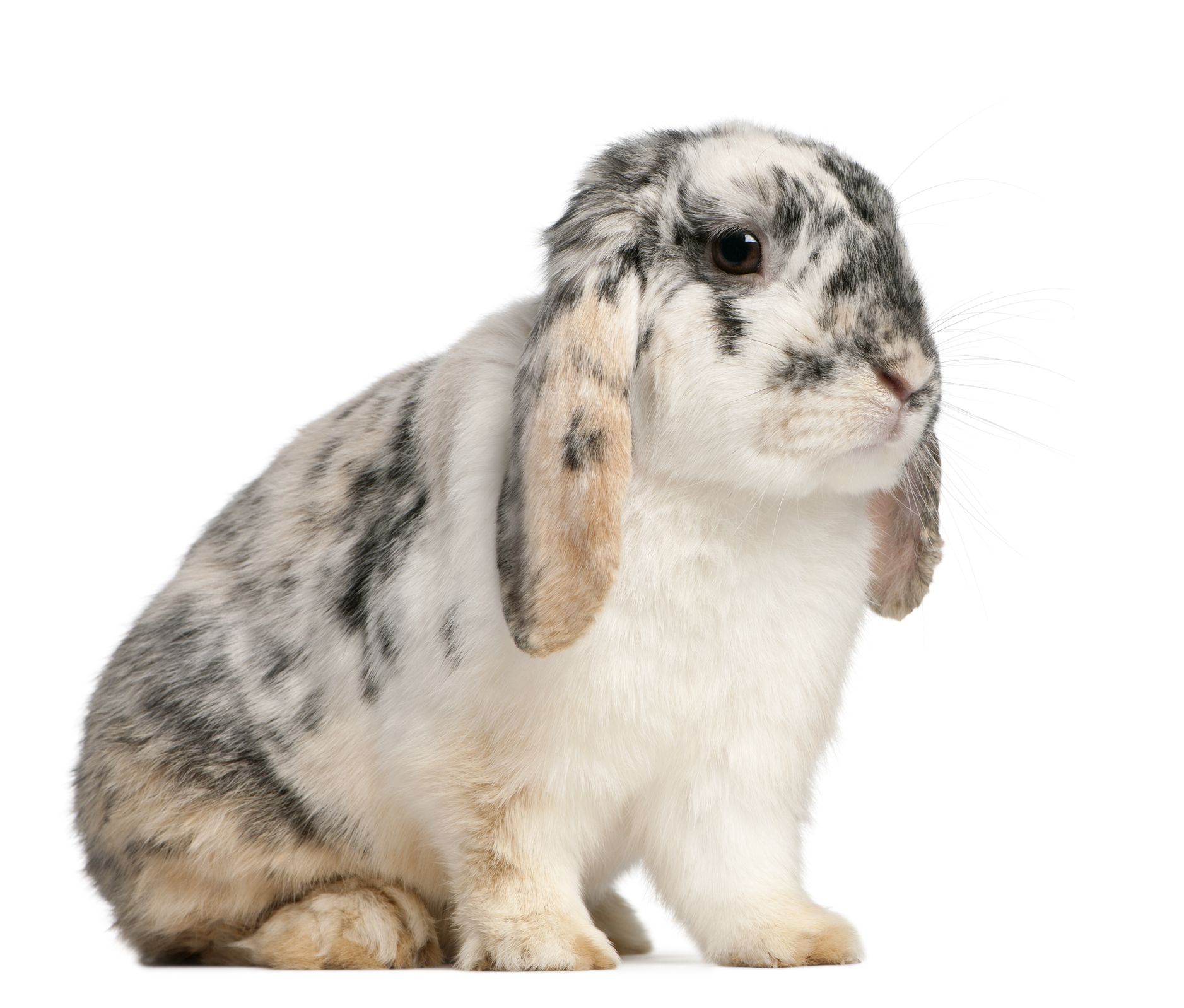 15 Types Of Pet Rabbits Having Rabbits As Pets
