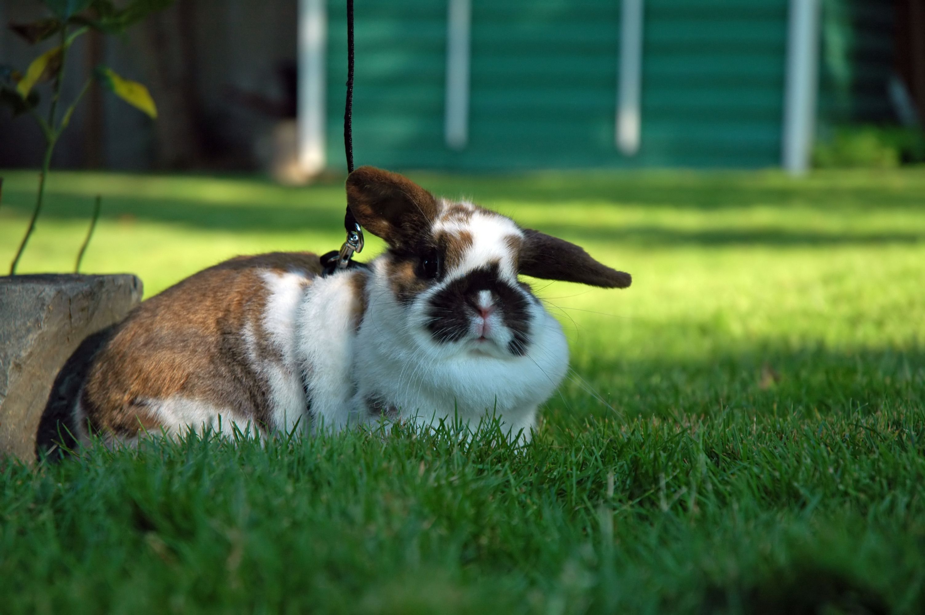 huge fluffy bunny