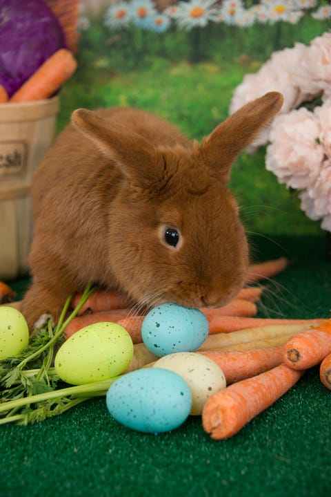 15 Types Of Pet Rabbits Having Rabbits As Pets
