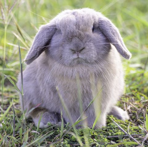 pet rabbit - holland lop