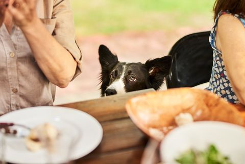 border collie peeking over the edge of a dining table during a family dinner party at a table outside