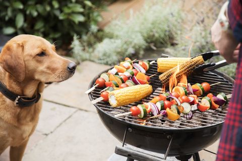 labrador dog looks interested at food on barbecue