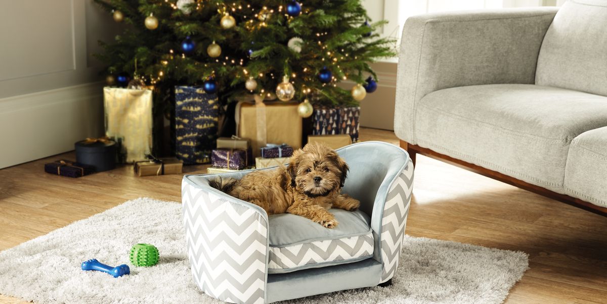 Aldi Special Buys Aldi Selling £39.99 Pet Sofa Bed For Christmas
