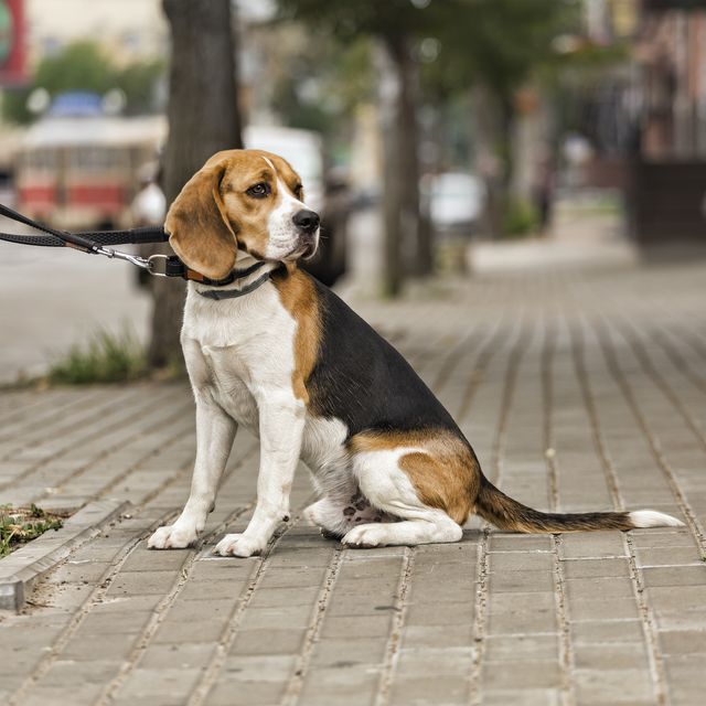 5 areas with the most pet theft in the uk