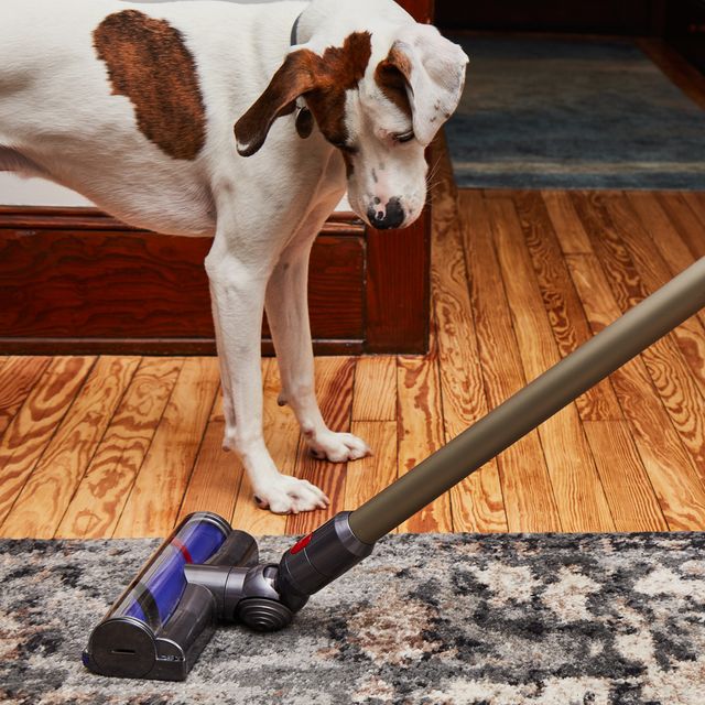 dog watching dyson stick vacuum on carpet