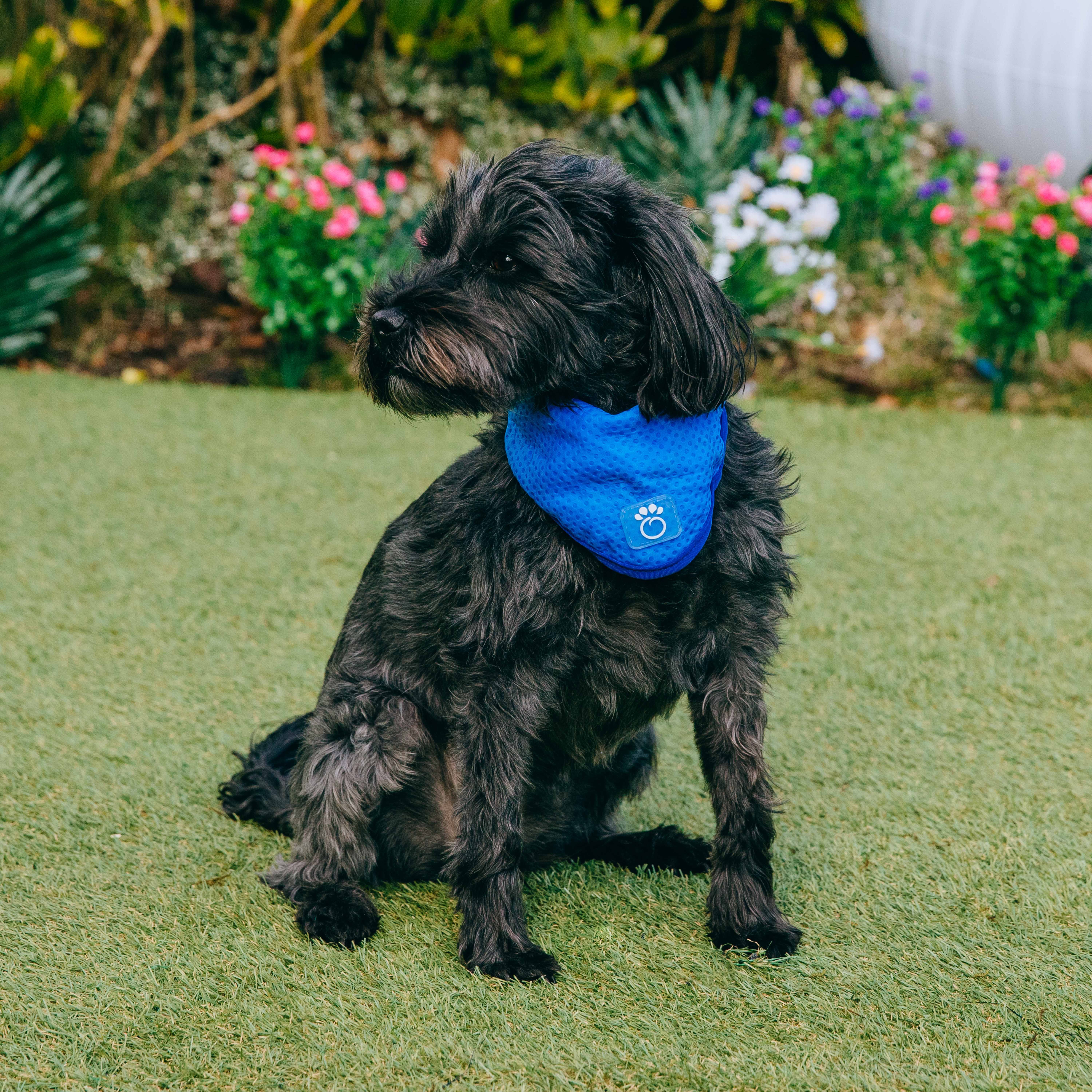 pets at home cooling mat