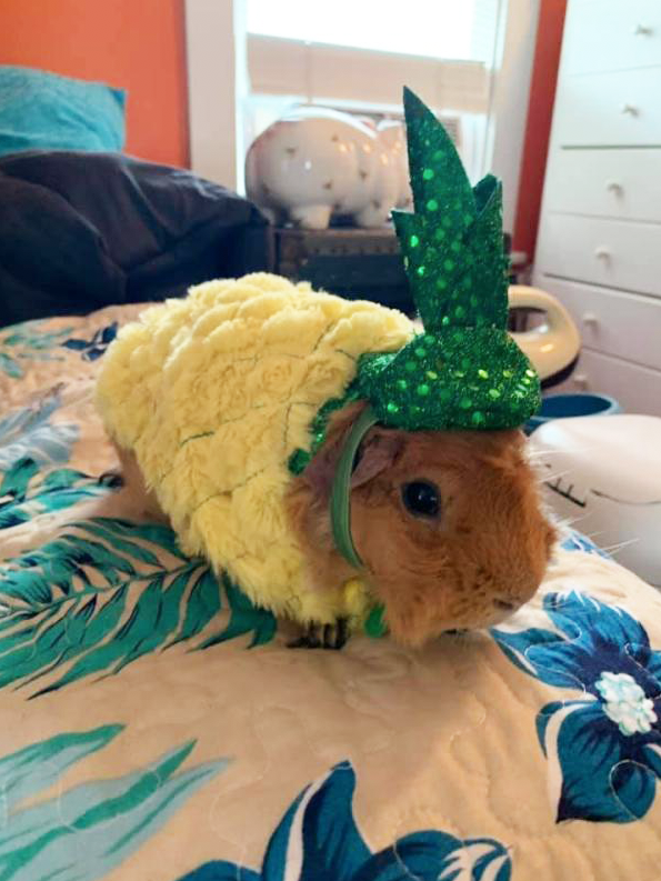 Guinea pig halloween costumes hot sale petsmart