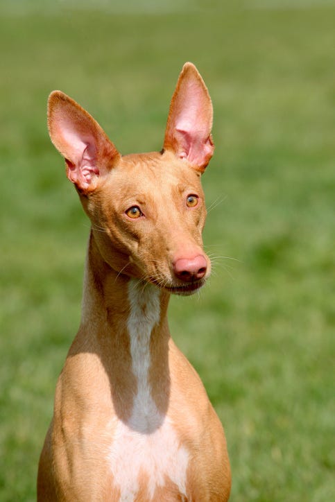 are pharaoh hound aggressive