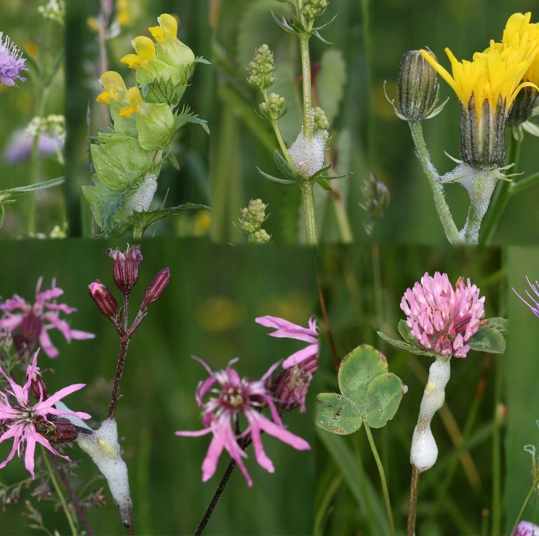 Rhs Asks Gardeners To Help Spot Spittlebugs Xylella Disease Threat