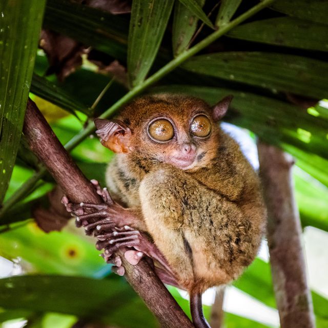 smallest animals on the planet, philippine tarsier carlito syrichta, bohol, philippines
