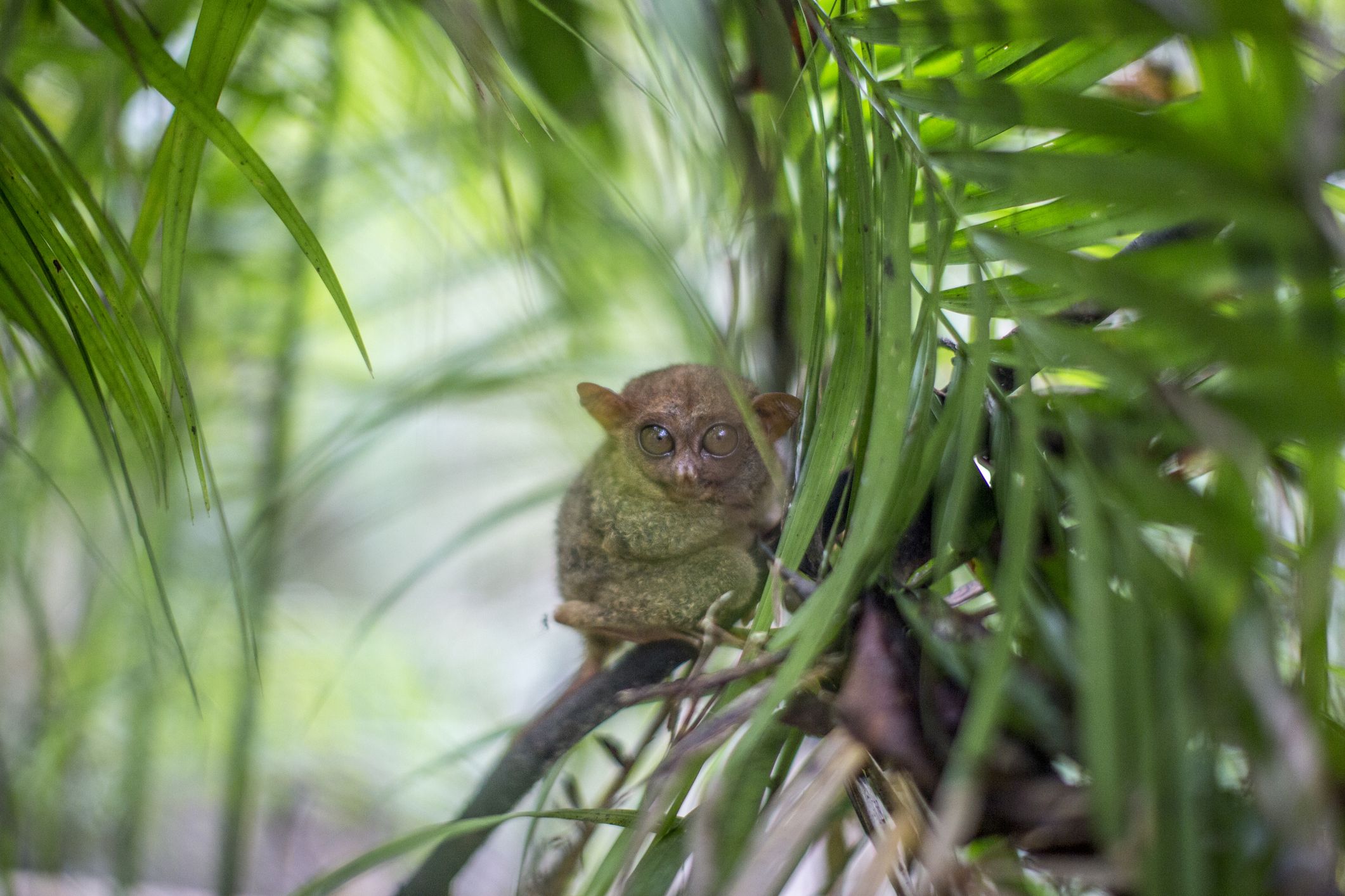 かわいくて癒やされる 世界一小さい動物15選