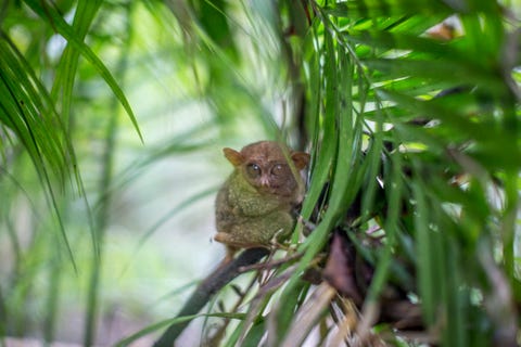 かわいくて癒やされる 世界一小さい動物15選