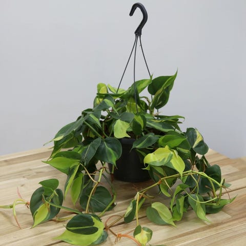 indoor hanging plants: Philodendron scandens 'Brasil'