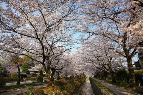Philosopher's Walk in Kyoto Japan Philosopher's Walk in Kyoto Japan