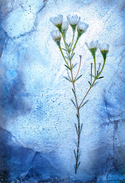 Blue, Flower, Plant, Branch, Botany, Leaf, Still life photography, Plant stem, Flowering plant, Petal, 