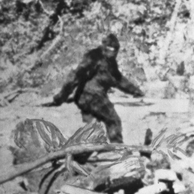 alleged photo of bigfoot