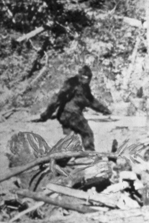 alleged pic of bigfoot