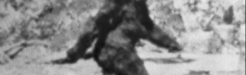 Alleged Photo of Bigfoot