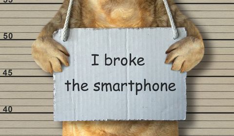 Bad dog broke the smartphone