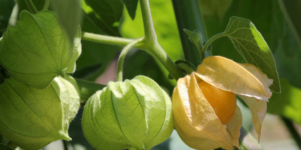 How To Grow Hundreds Of Ground Cherries Tips For Planting Cape