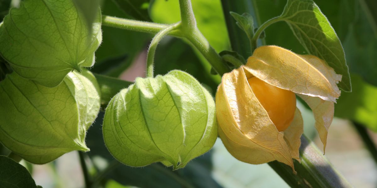 How To Grow Hundreds Of Ground Cherries, Outdoor Landscapes Canada Gooseberry