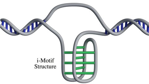 DNA