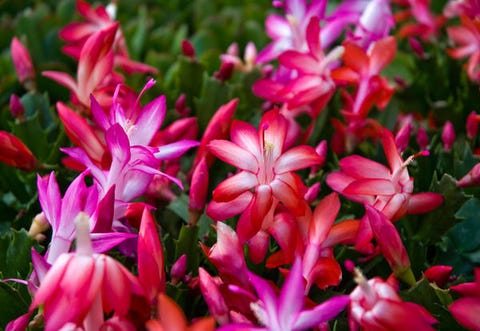 5 piante grasse da appartamento facili da curare Piante grasse da appartamento con fiori