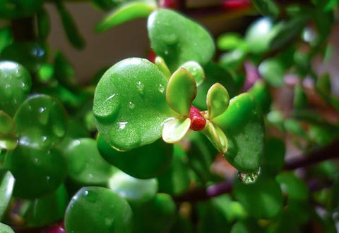5 piante grasse da appartamento facili da curare Piante grasse da appartamento con fiori