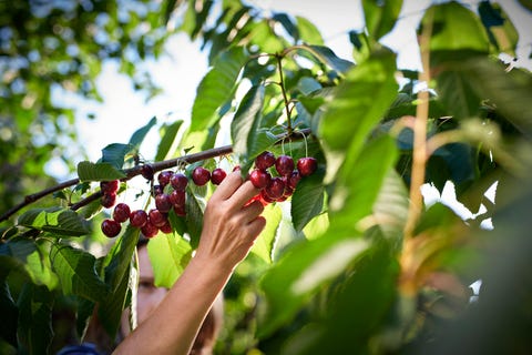 picking krejci uwe yard