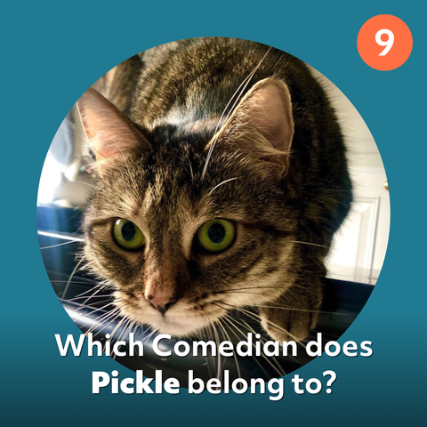 pickle cat quiz