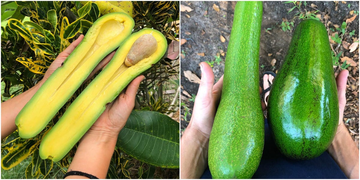 Extra Long Avocados Have Been Found At a Miami Fruit Stand