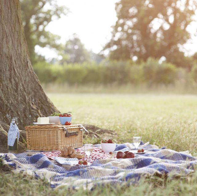 picnic and hamper beside tree in meadow