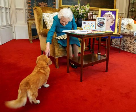 How are the queen's corgis doing after her death?