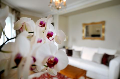 un'orchidea bianca e viola fotografata con un salotto sullo sfondo