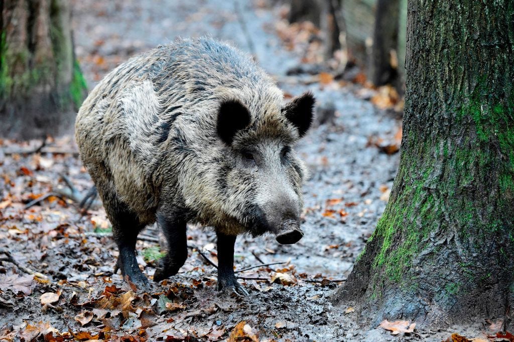 The Wild Pigs of Europe Are Highly Radioactive Because of Chernobyl, Study Says